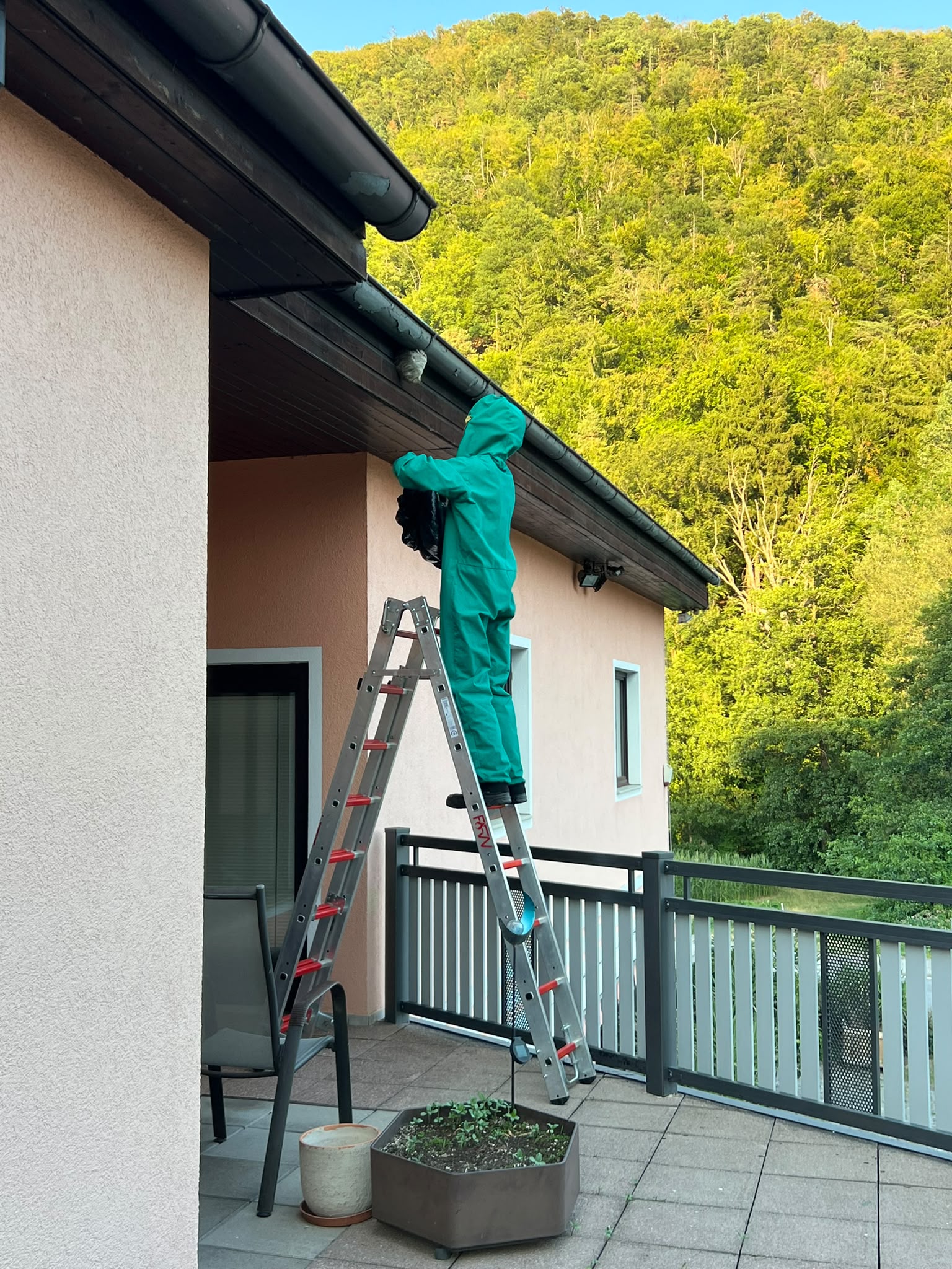 Entfernung von Wespennestern